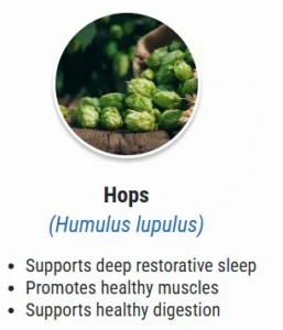 Hops.webp